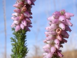 Erica alopecurus flowers