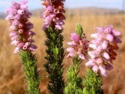 Erica alopecurus