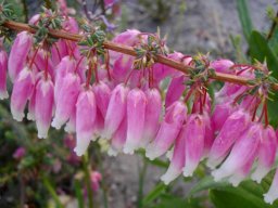 Erica baueri two-toned flowers