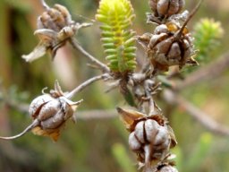 Erica baueri releasing seed