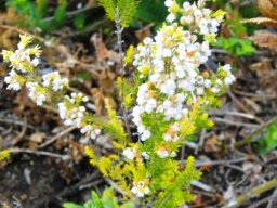 Erica bolusiae