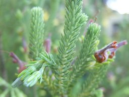 Erica brachialis leafy stem tips