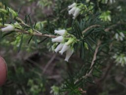 Erica afra flowers
