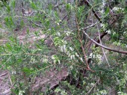 Erica afra upper branches