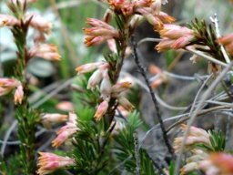 Erica afrorum var. afrorum