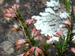 Erica afrorum var. afrorum old flowers