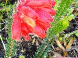 Erica cerinthoides