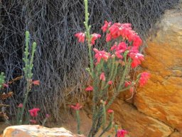 Erica cerinthoides acting like klipheide