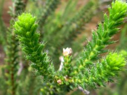 Erica cerinthoides leaves