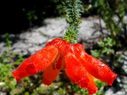Erica cerinthoides bright colouring