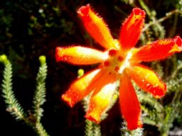 Erica cerinthoides orange-red flowers