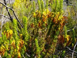 Erica coccinea
