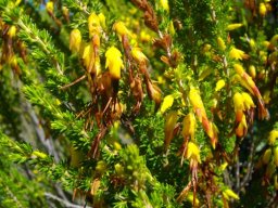 Erica coccinea flowers, not its look-alike