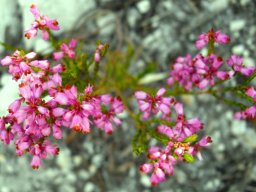 Erica corifolia