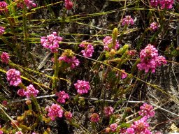 Erica cubica var. cubica