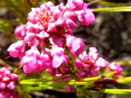 Erica cubica var. cubica flowers