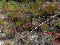 Erica densifolia many plants