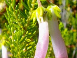 Erica diaphana flowers