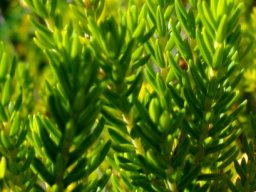 Erica diaphana leaves