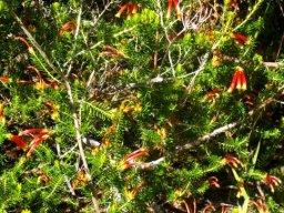 Erica discolor