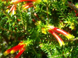 Erica discolor shiny tubes