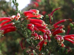 Erica discolor red and purple