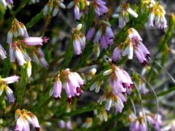 Erica equisetifolia