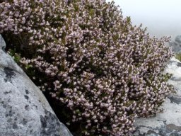 Erica ericoides