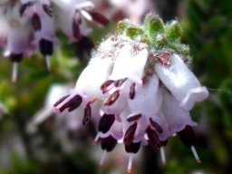 Erica ericoides flower cluster