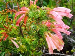 Erica glandulosa