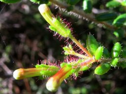 Erica glandulosa subsp. fourcadei buds