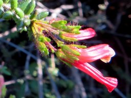 Erica glandulosa subsp. fourcadei flowers