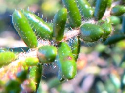 Erica glandulosa subsp. fourcadei leaves