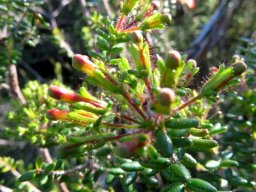 Erica glandulosa subsp. fourcadei vigorous buds
