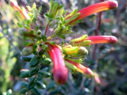 Erica glandulosa subsp. fourcadei buds in different stages