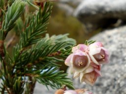 Erica glauca var. elegans