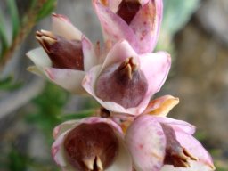 Erica glauca var. elegans promising packages