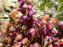 Erica globiceps subsp. consors, some leaves visible