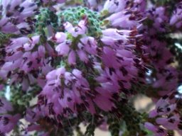 Erica globiceps subsp. consors flowering strongly