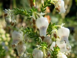 Erica glomiflora var. glomiflora flowers