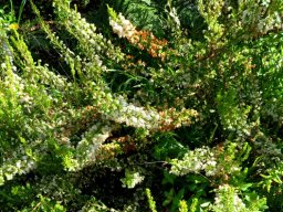 Erica glomiflora var. glomiflora