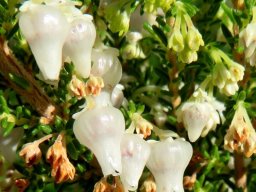 Erica glomiflora var. glomiflora flowers