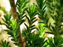Erica glomiflora var. glomiflora leaves
