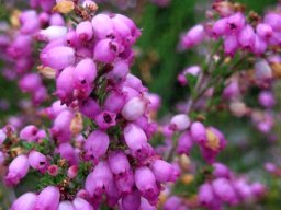 Erica gracilis