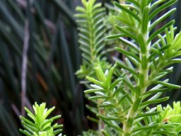 Erica halicacaba leaves from the side