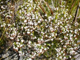 Erica imbricata