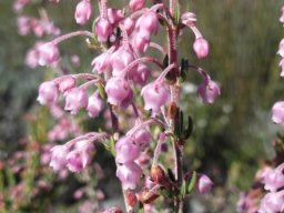 Erica irregularis