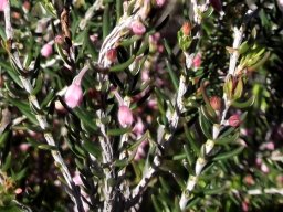 Erica irregularis leaves