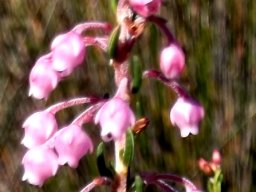 Erica irregularis stem-tip
