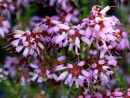 Erica labialis flowers